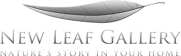 Welcome To New Leaf Gallery Logo